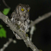 Macfarlane's Screech Owl - Photo (c) Andrew Thomas, some rights reserved (CC BY-NC), uploaded by Andrew Thomas