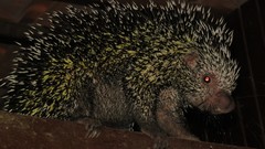 Coendou longicaudatus