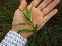 Epilobium pallidiflorum