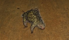 Coendou longicaudatus