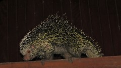 Coendou longicaudatus