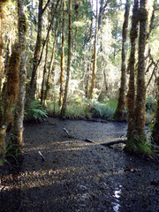 Myriophyllum robustum