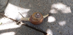 Asperitas sparsa
