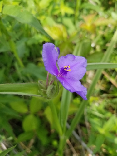 Tradescantia virginiana