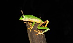 Callimedusa tomopterna