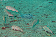 Por's Goatfish photo 4