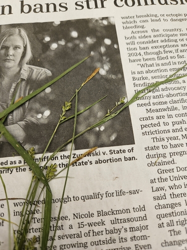 Slender Loose-flowered Sedge (Carex gracilescens)