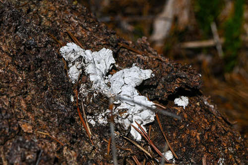 iNaturalist observation photo of Fungi Including Lichens