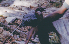 Ducula mullerii