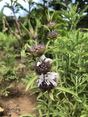 Monarda clinopodioides
