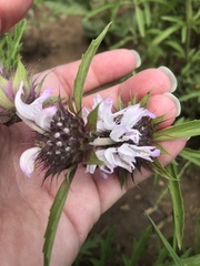 Monarda clinopodioides