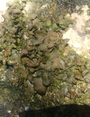 Dermatocarpon luridum