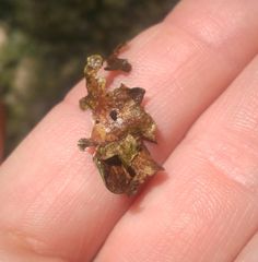 Dermatocarpon luridum