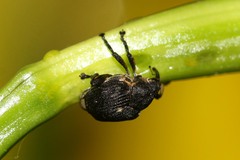 Mononychus punctumalbum