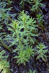 Myriophyllum robustum