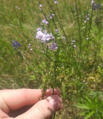 Nuttallanthus texanus