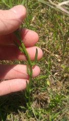 Nuttallanthus texanus