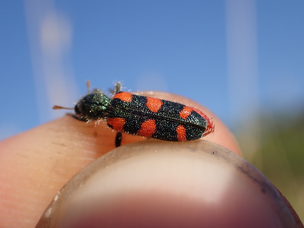 Trichodes ganglbaueri
