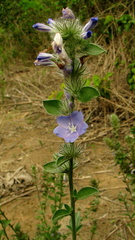 Evolvulus glomeratus