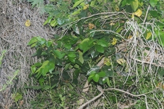 Prunus ilicifolia lyonii