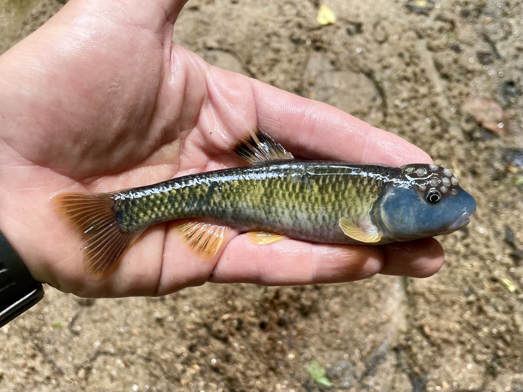 Bluehead chub (Nocomis leptocephalus) — Cyprinidae