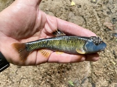 Bluehead Chub photo 2