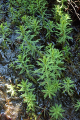 Myriophyllum robustum