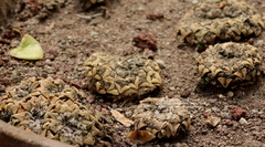 Ariocarpus kotschoubeyanus