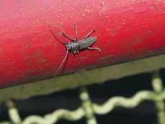 Bumetopia oscitans