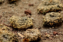 Ariocarpus kotschoubeyanus