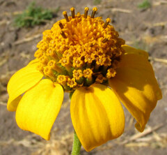 author not stated, no rights reserved Heliopsis annua, photograph author not stated, no rights reserved