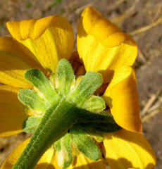 author not stated, no rights reserved Heliopsis annua, photograph author not stated, no rights reserved