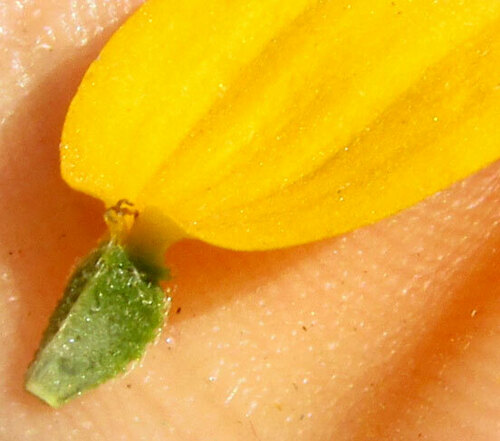Heliopsis annua, photograph 6