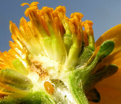 author not stated, no rights reserved Heliopsis annua, photograph author not stated, no rights reserved