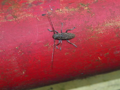 Bumetopia oscitans