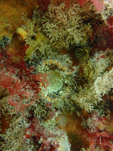 Elegant anemone, North Atlantic Ocean, IE, photo 10 of 10