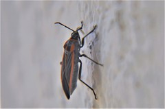 Melacoryphus circumlitus