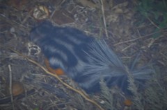 Spilogale angustifrons