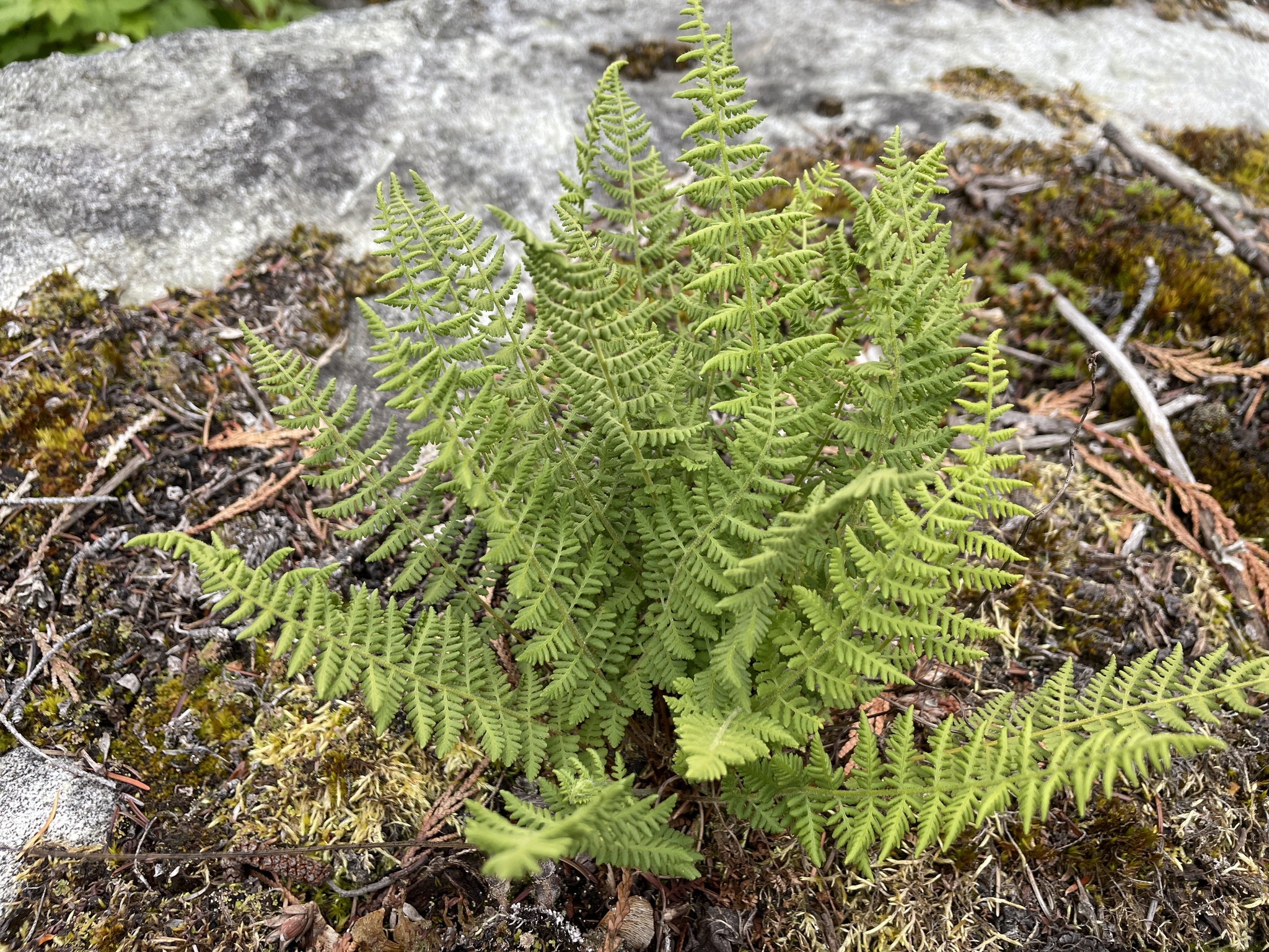 Woodsia scopulina