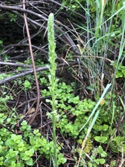 Platanthera michaelii