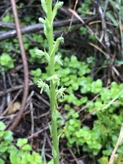 Platanthera michaelii