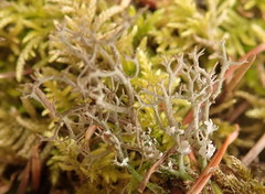 Cladonia scabriuscula