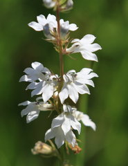 Lobelia spicata