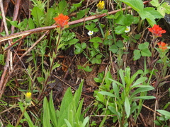Castilleja hispida hispida