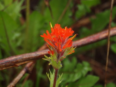 Castilleja hispida hispida