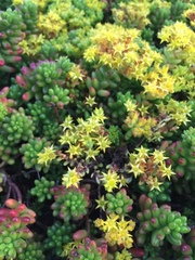 Sedum × rubrotinctum