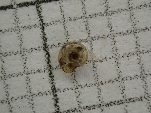Striatura meridionalis observed 2024-05-29