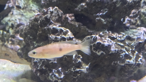 Slender lamprologus (Lepidiolamprologus attenuatus) — Cichlidae — 5