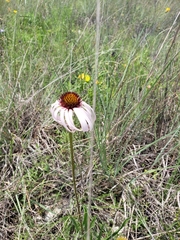Echinacea paradoxa neglecta