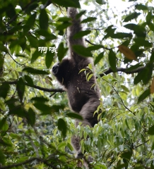 Gaoligong Hoolock Gibbon photo 2